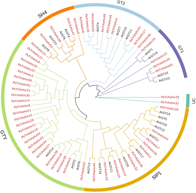 Genome-wide identification, phylogenetic analysis and expression ...
