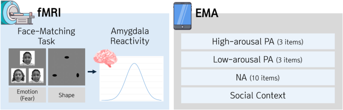 The role of amygdala reactivity in affective fluctuations across social ...
