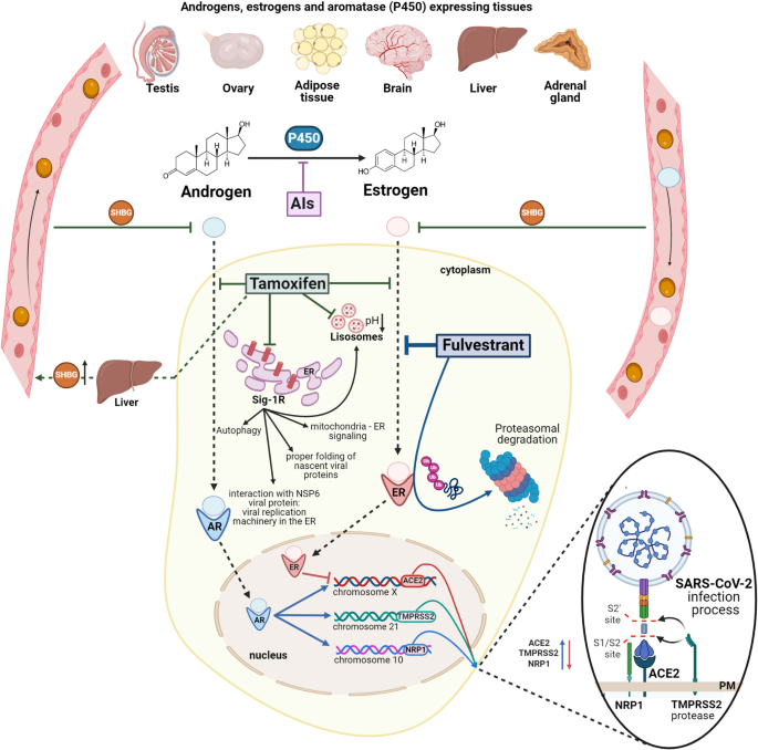 semaglutide and tamoxifen interaction How Works: Mechanism of Action Explained semaglutide and tamoxifen interaction Impact