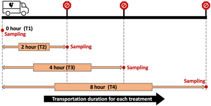 News 23 Evaluating the impact of pre-slaughter transport stress on broiler welfare and meat quality in India