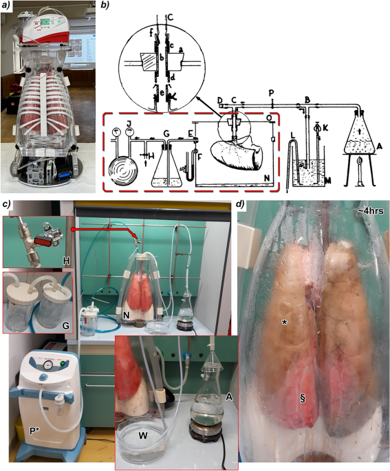 Formaldehyde vapour fixation enables multiscale phase-contrast imaging and histological validation of human-sized lungs
