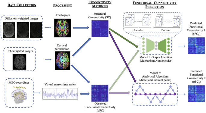 Decoding brain structure-function dynamics in health and in psychosis ...
