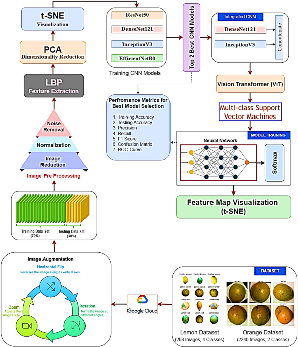 Unassailable citrus disease classification via multi-stage deep ...