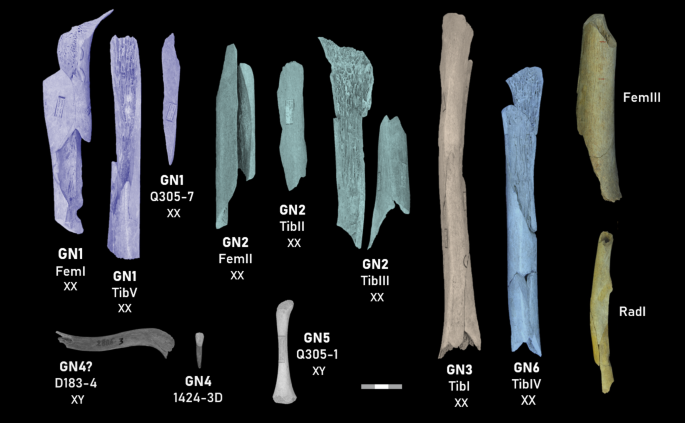Highly selective cannibalism in the Late Pleistocene of Northern Europe reveals Neandertals were targeted prey  Scientific Reports
