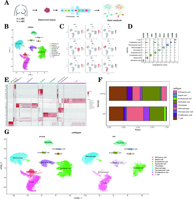 Single-cell RNA sequencing reveals age-related heterogeneity in the ...