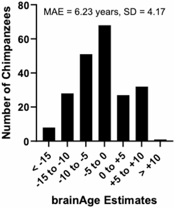 Descubren cómo la edad cerebral afecta las habilidades cognitivas en chimpancés cautivos