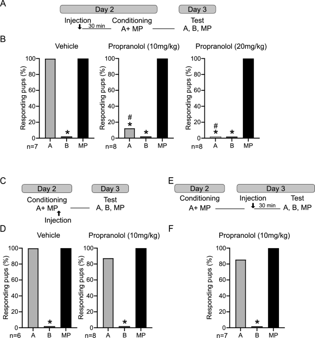 Noradrenergic modulation of pheromone-induced odor learning and brain ...