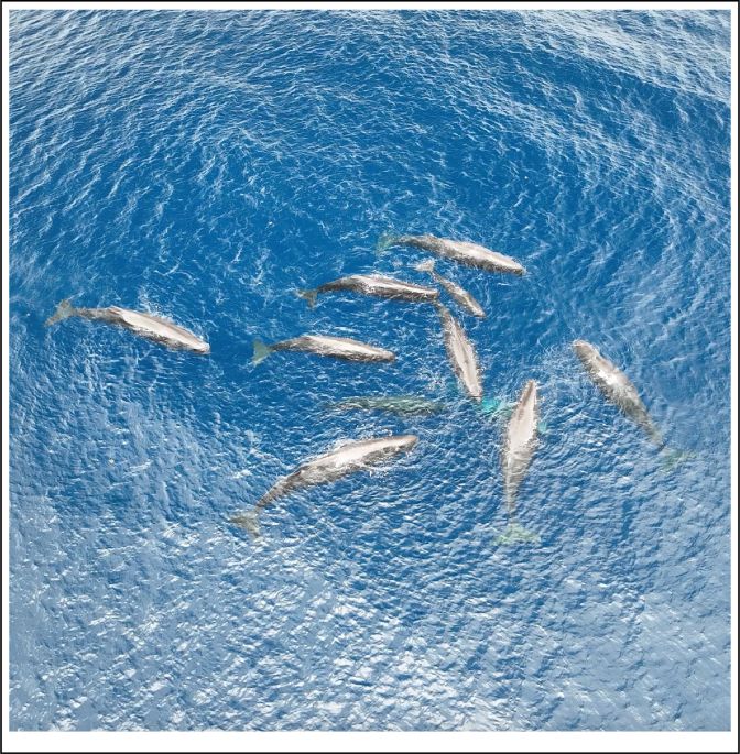 Description of a collaborative sperm whale birth and shifts in coda vocal styles during key events