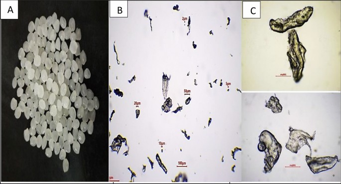 The toxicological effects of low-density polyethylene microplastic particles (LDPE-MPs) on the growth and metabolic activities of the marine diatom Chaetoceros muellerii - Scientific Reports