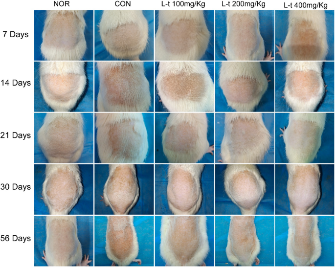 L-Theanine mitigates skin aging in rats via modulation of the AGEs-RAGE pathway, enhancement of antioxidant defense, and attenuation of inflammation | Scientific Reports L-Theanine mitigates skin aging in rats via modulation of the AGEs-RAGE pathway, enhancement of antioxidant defense, and attenuation of inflammation | Scientific Reports