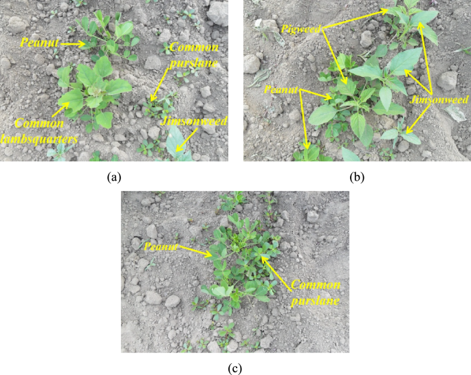 Harnessing hyperspectral imaging and machine learning techniques for accurate discrimination of peanut plants and weeds