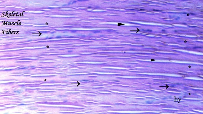 does ghk-cu stimulate growth hormone or igf-1 Growth hormon Central regulate metabolism
