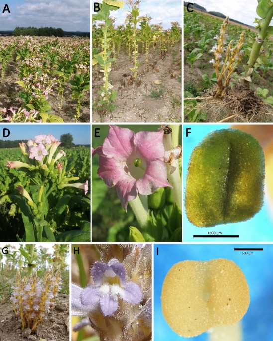 Diversity and functional traits of the flower stigma microbiome in  heterotrophic and autotrophic plants: Phelipanche ramosa vs. its host  Nicotiana tabacum | Scientific Reports