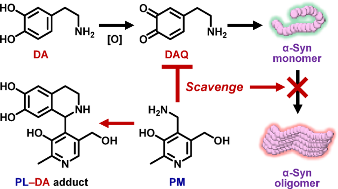 dihexa dopamine Pyridoxamine inhibits dopamine-induced α-synuclein oligomerization through  scavenging neurotoxic dopamine quinone