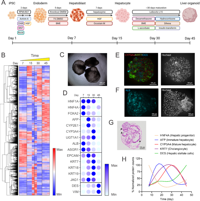 dihexa stability degradation pathways Proposed degradation pathways of the drug under different hydrolytic