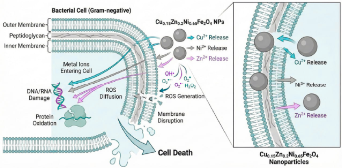 Structural, optical, and magnetic characterization of Cu–Zn–Ni spinel ferrite nanoparticles with antibacterial potential - Scientific Reports