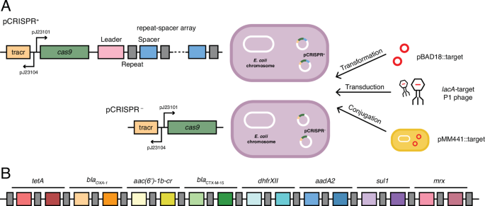A CRISPR-Cas9 system protecting E. coli against acquisition of ...