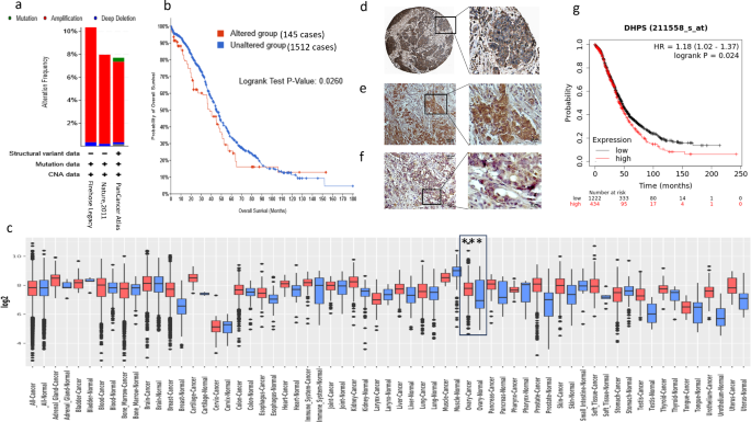 Knockout or inhibition of DHPS suppresses ovarian tumor growth and ...
