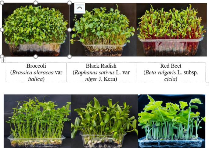 Microgreens Examples Nutritional quality profiles of six microgreens | Scientific Reports
