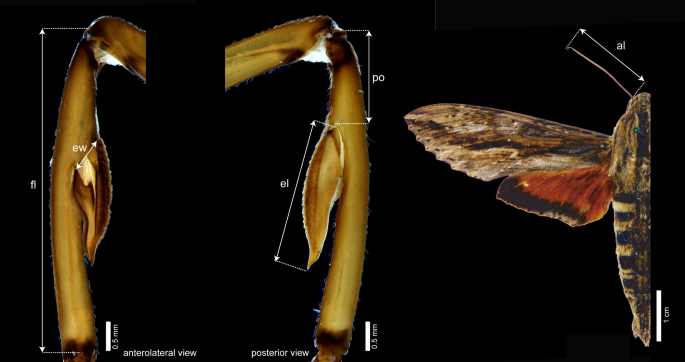 Sexual dimorphism and allometric patterns in hawkmoth epiphyses ...