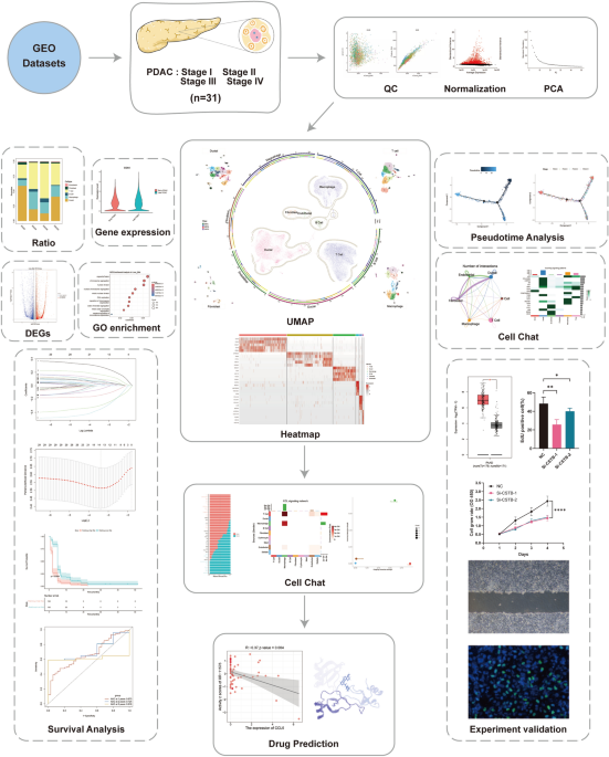 Single-cell transcriptomics analysis reveals dynamic changes and ...