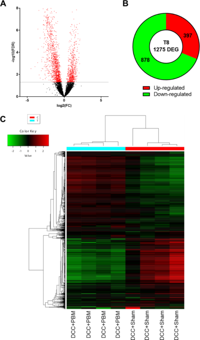 Evaluation of transcriptomic changes after photobiomodulation in spinal ...