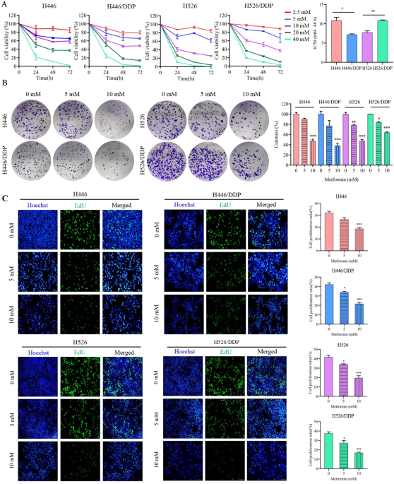 Metformin inhibits the growth of SCLC cells by inducing autophagy and ...