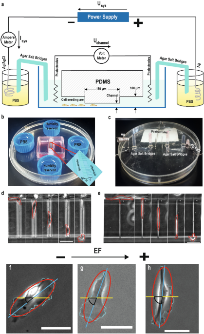 Direct current electrical fields inhibit cancer cell motility in ...