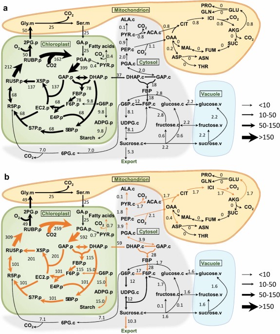 The effects of photosynthetic rate on respiration in light, starch ...