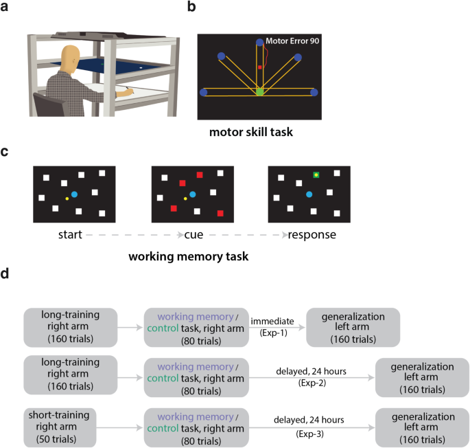 Role of working memory in interlimb generalization of newly learned ...
