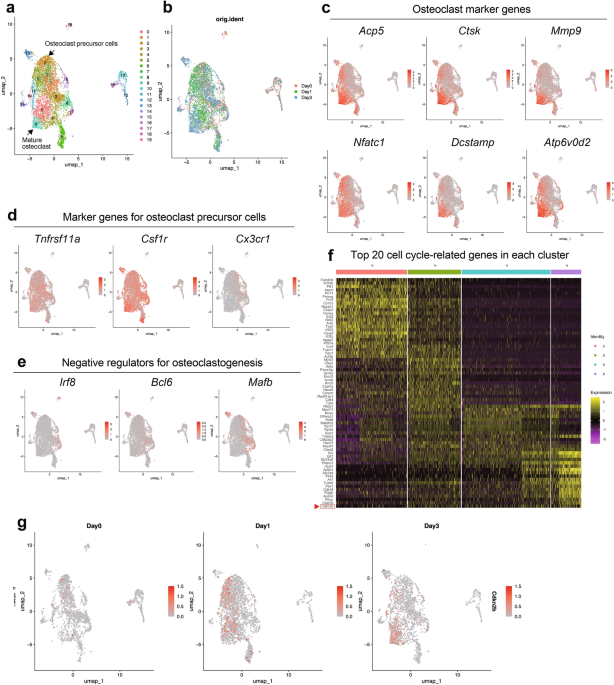 Cell cycle checkpoint factor p15Ink4b is a novel regulator of ...