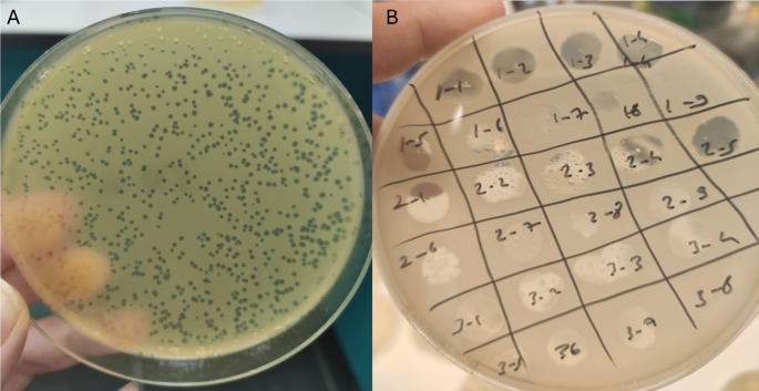 Isolation and characterization of new lytic bacteriophage PSA-KC1 ...
