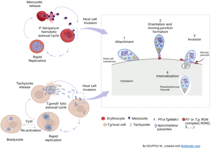 taking glutathione can affect menstrual cycle Functionality of Toxoplasma gondii antibodies in a population of Beninese  pregnant women exposed to malaria