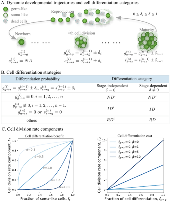 Evolution of irreversible differentiation under stage-dependent cell ... image.