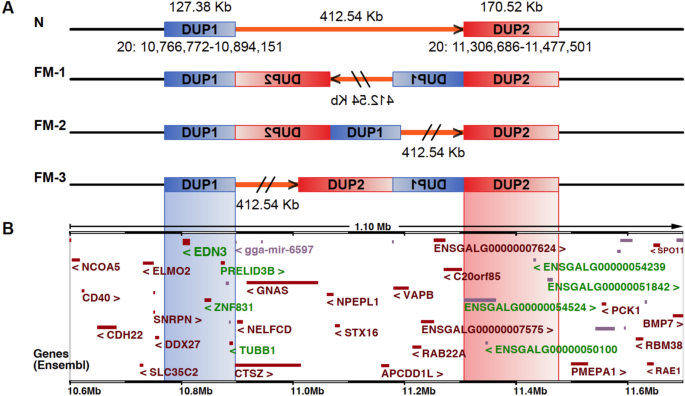 Population genomic analysis identifies the complex structural variation at the fibromelanosis (fm) locus in chicken