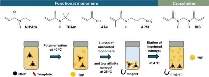Development of molecularly imprinted polymers for the detection of human chorionic gonadotropin