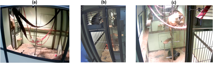 The MacqD deep-learning-based model for automatic detection of socially housed laboratory macaques The MacqD deep-learning-based model for automatic detection of socially housed laboratory macaques