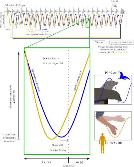 Sensorimotor synchronization to rhythm in an experienced sea lion rivals that of humans - Scientific Reports