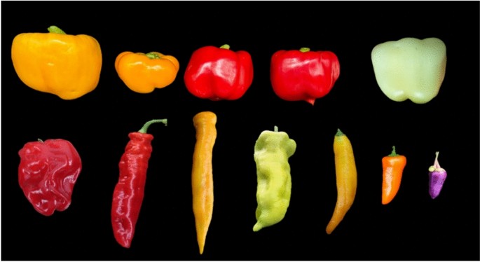 Research on the mining of candidate genes for pepper fruit color and development of SNP markers based on SLAF-seq technology