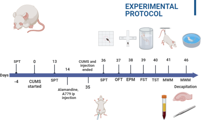 Alamandine enhanced spatial memory in rats by reducing ... image.