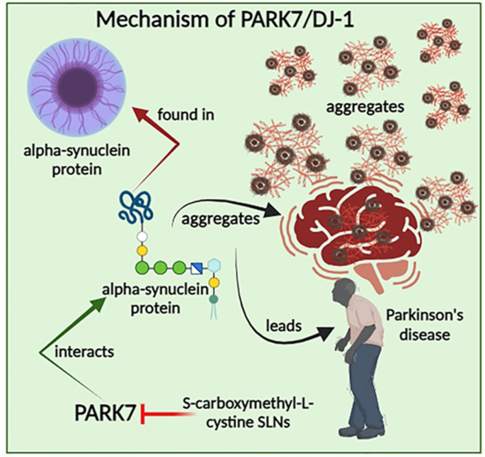 Development and evaluation of S-carboxymethyl-L-cystine-loaded solid lipid  nanoparticles for Parkinson's disease in murine and zebrafish models |  Scientific Reports