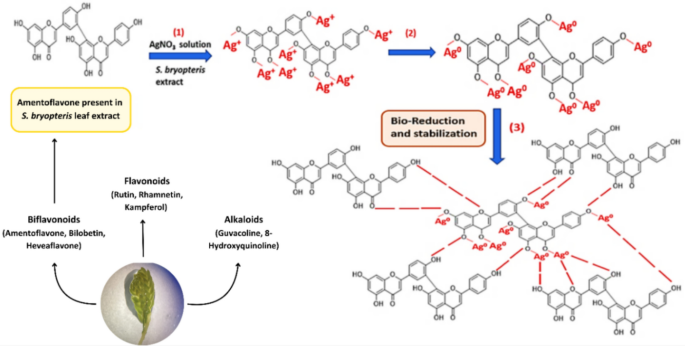 Unveiling the antifungal and antibiofilm potential of green synthesized ...