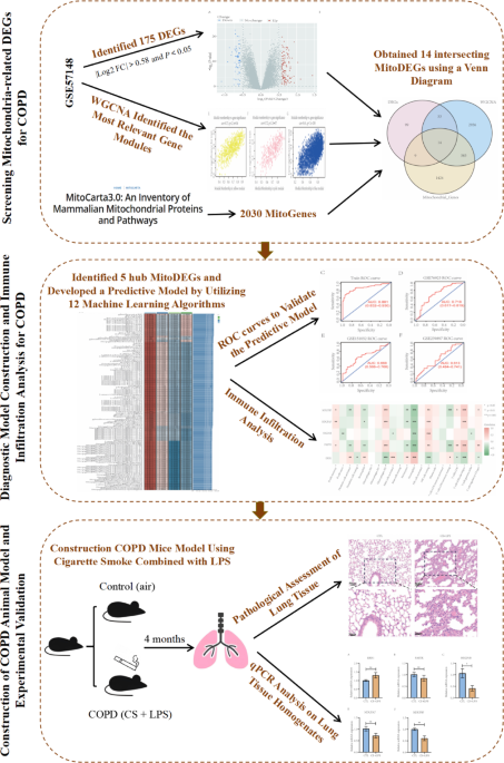 Identification and verification of mitochondria-related genes ...