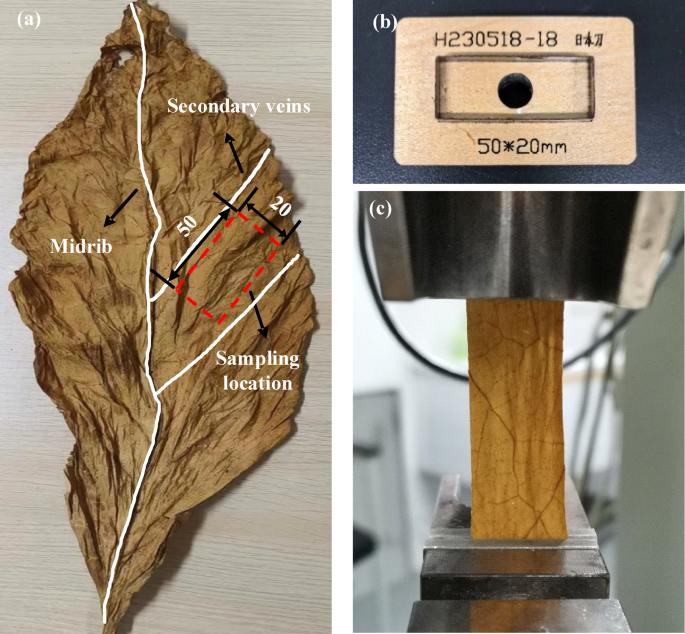 how are tobacco leaves processed A numerical micromechanics model for a nonlinear tensile behavior of tobacco  leaf with the incorporation of real cellular microstructures