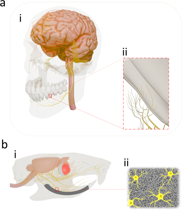 Considerations towards inducing proprioceptive feedback in dental implants