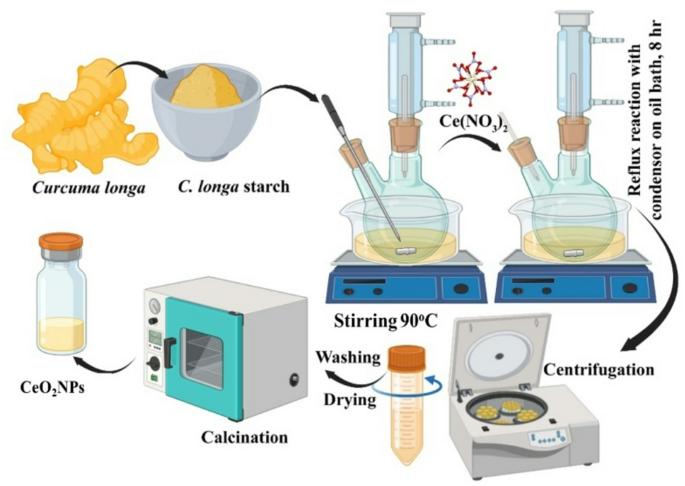 Curcuma longa debranched starch assisted synthesis of cerium oxide nanoparticles and its antioxidant, anticancer, antimicrobial, and anti-biofilm activities