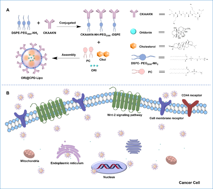 CKAAKN peptide-conjugated long-circulating nanoliposomes for the targeted  delivery of oridonin to pancreatic cancers | Scientific Reports
