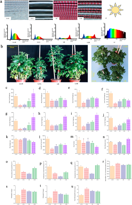 Evaluating LED parameters in a growth chamber to maintain potato yield and enhance minitubers production in greenhouse with molecular insights