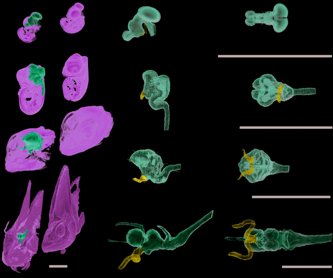 Correction: A new twist in the evolution of chameleons uncovers an extremely specialized optic nerve morphology - Scientific Reports