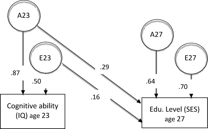 Longitudinal associations between cognitive ability and socioeconomic status are partially genetic in nature - Scientific Reports